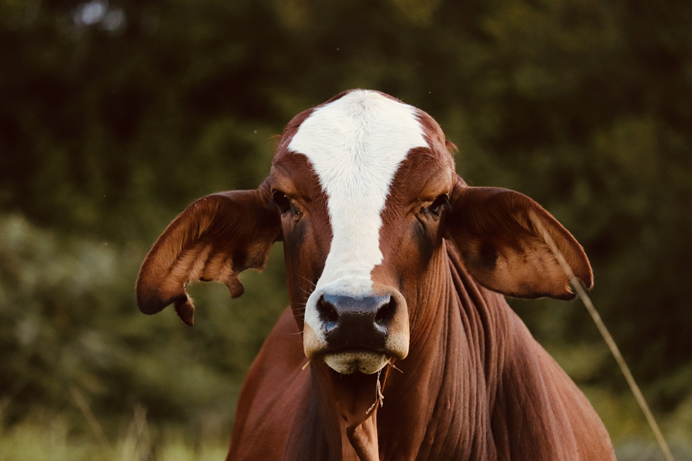 Certificate IV in Agriculture 