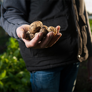 Certificate IV in Horticulture