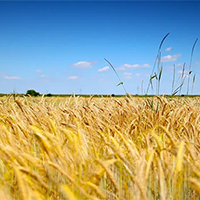 Agriculture/Agribusiness