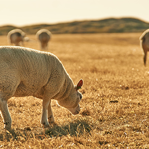 Diploma of Agriculture