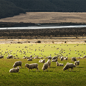 Faecal Worm Egg Counting
